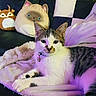 Doughboy is registered to the contest to win money with this photo: cat, tabby_cat, blanket, couch, plush_pillow, stuffed_animal, indoor, relaxed, feline, pet, living_room, soft_lighting, purple_light, cozy, home_decor, fur, animal, collar, resting, comfort