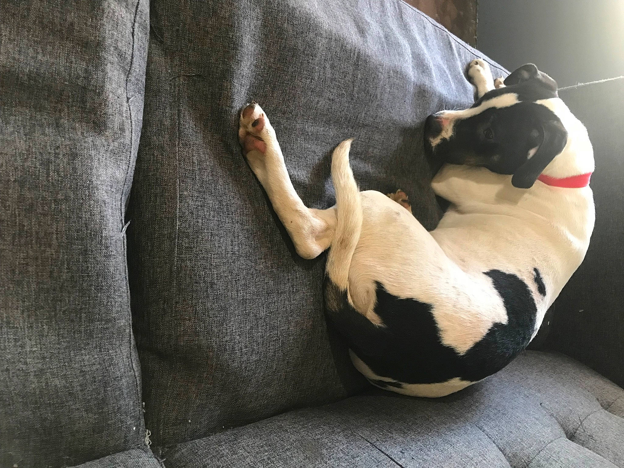 Cleo Rose is registered to the contest to win money with this photo: carnivore, comfort, companion_dog, couch, dog, dog_bed, dog_breed, fawn, felidae, fur, grey, linens, paw, small_to_medium_sized_cats, snout, tail, terrestrial_animal, toy_dog, whiskers, window