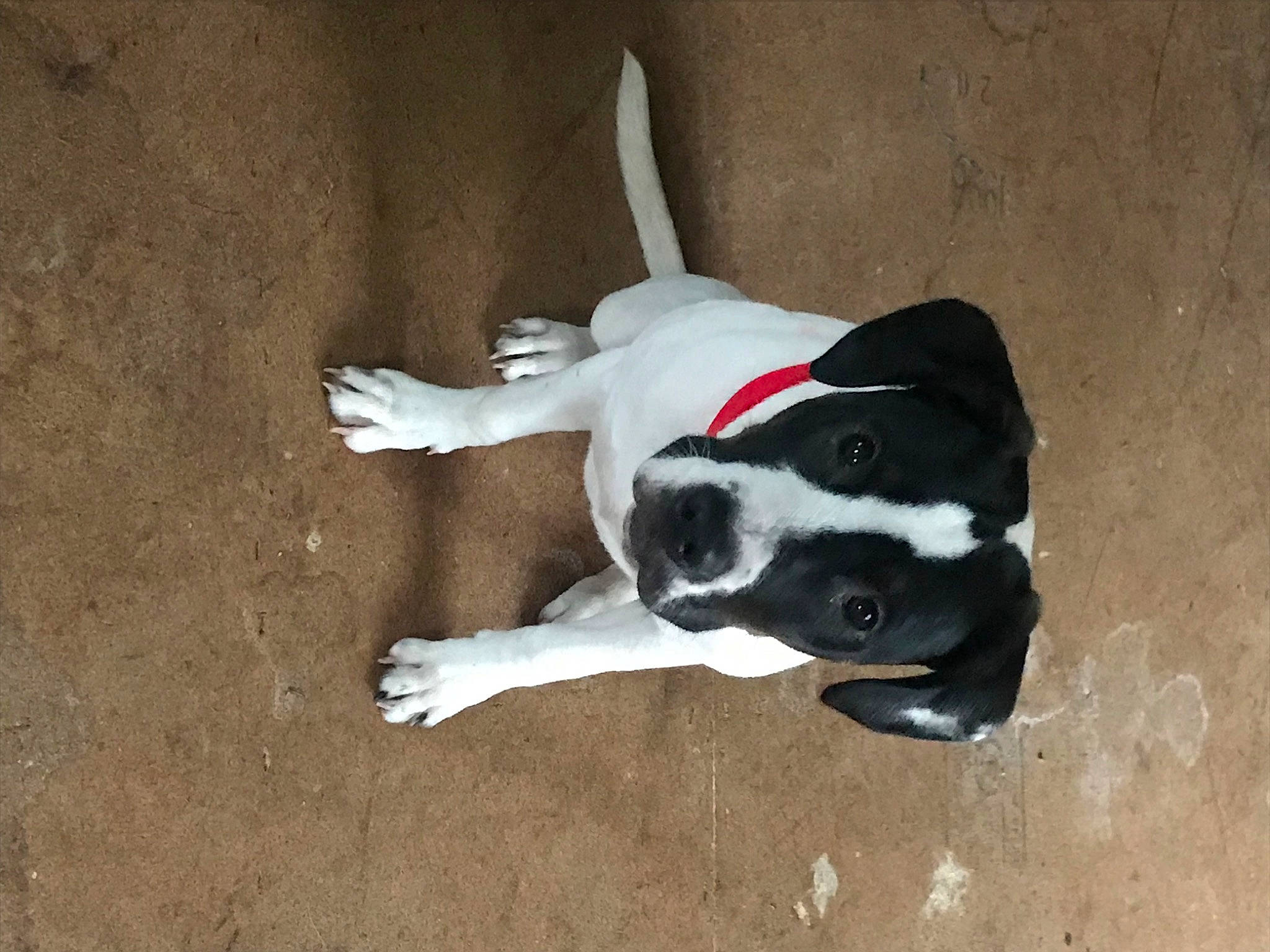 Cleo Rose is registered to the contest to win money with this photo: canidae, carmine, carnivore, collar, comfort, companion_dog, dog, dog_breed, dog_collar, dog_supply, fawn, non_sporting_group, paw, pet_supply, snout, sporting_group, tail, working_animal