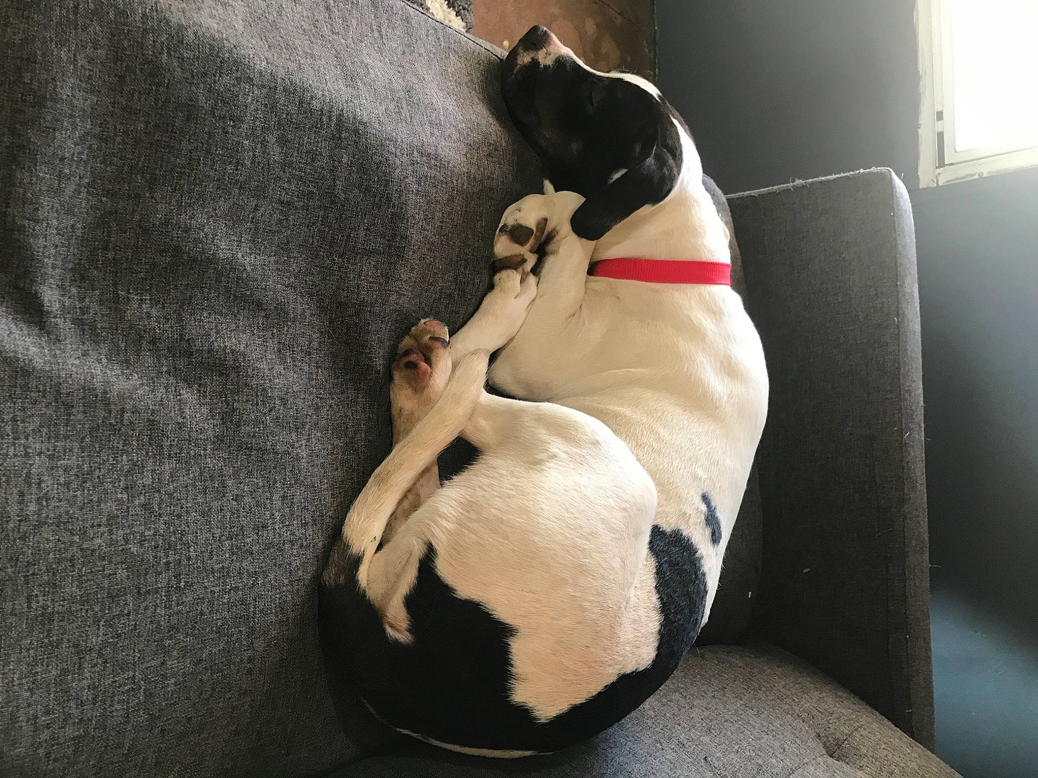 Cleo Rose is registered to the contest to win money with this photo: ball, canidae, carnivore, collar, comfort, companion_dog, couch, dog, dog_breed, dog_collar, dog_supply, fawn, human_leg, knee, pet_supply, snout, sporting_group, thigh, whiskers, working_animal