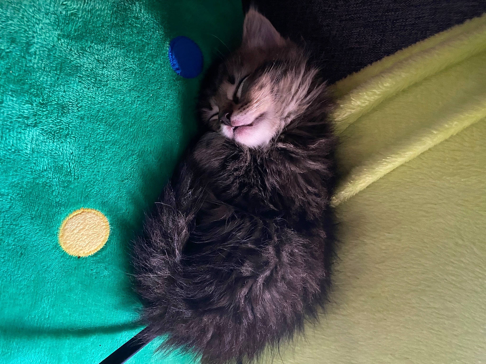 Trixie Ann joined the competition — help win amazing prizes! black_cat, carnivore, cat, claw, comfort, dog_breed, domestic_short_haired_cat, electric_blue, felidae, foot, fur, paw, small_to_medium_sized_cats, tail, terrestrial_animal, whiskers