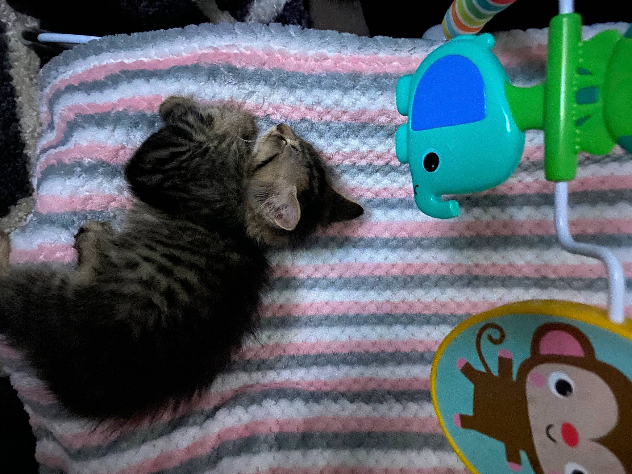 Trixie Ann is registered to the contest to win money with this photo: baby_products, baby_toys, carnivore, cat, claw, comfort, domestic_short_haired_cat, felidae, fur, linens, pattern, paw, plastic, small_to_medium_sized_cats, stuffed_toy, tail, toy, whiskers, wood, woolen