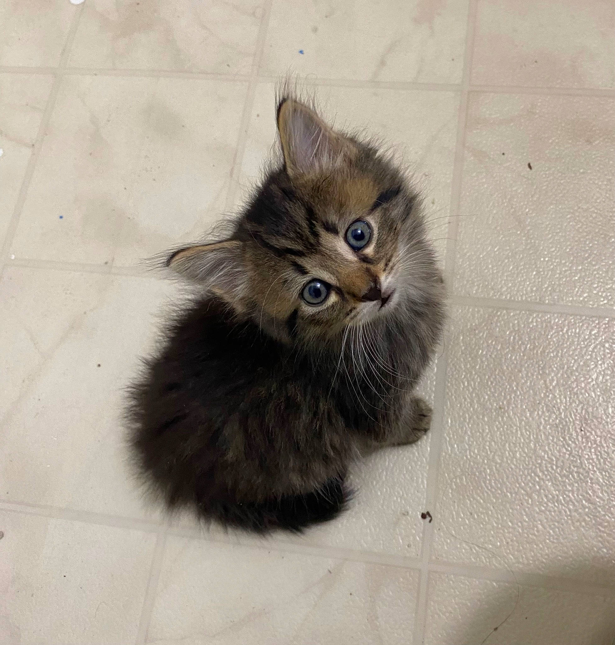 Trixie Ann is registered to the contest to win money with this photo: british_longhair, carnivore, cat, claw, domestic_short_haired_cat, fawn, felidae, flooring, fur, grey, hardwood, paw, small_to_medium_sized_cats, snout, tail, terrestrial_animal, tile_flooring, whiskers, window