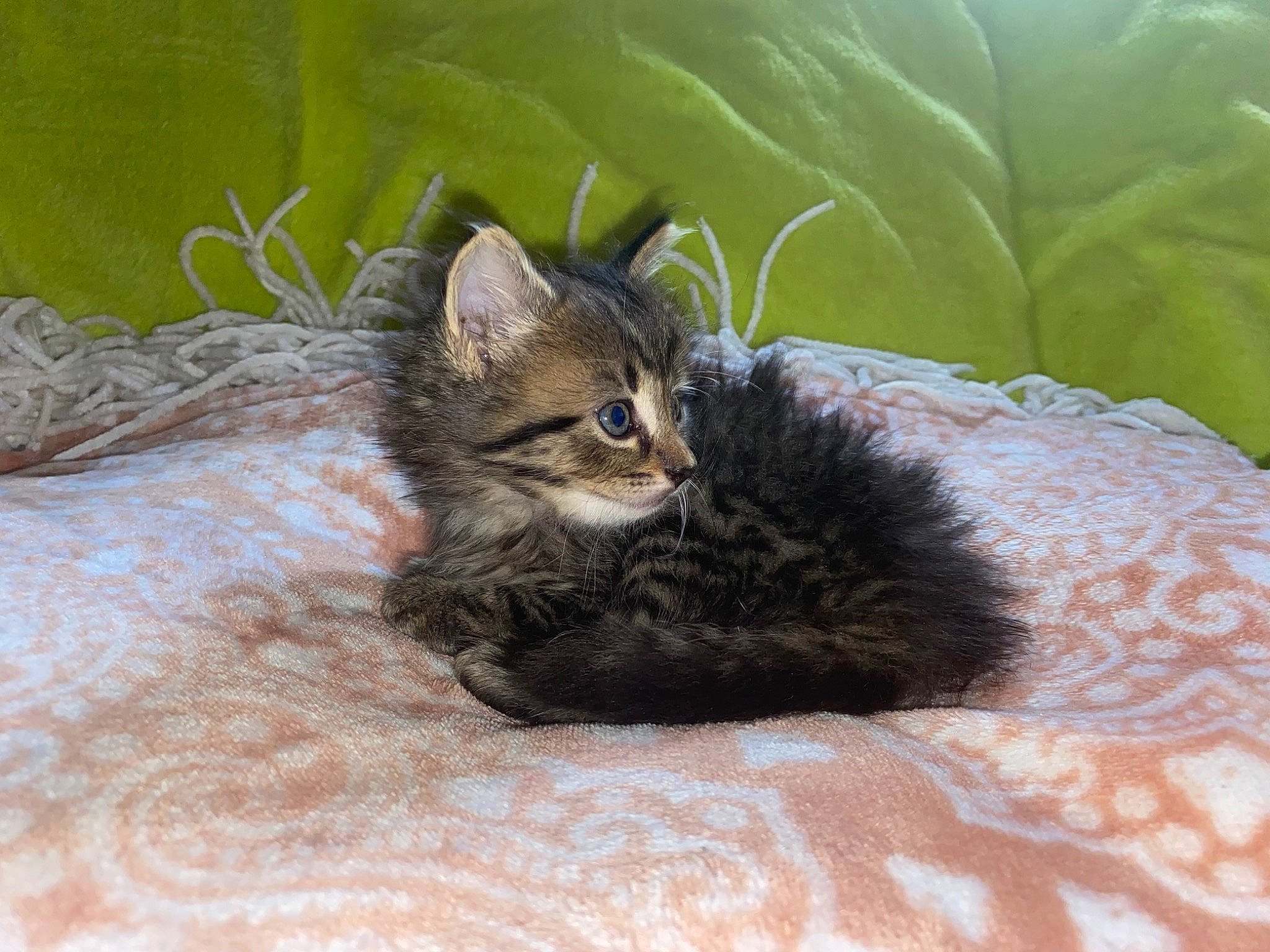 Trixie Ann is registered to the contest to win money with this photo: bed, bedding, carnivore, cat, claw, comfort, domestic_short_haired_cat, felidae, fur, linens, paw, small_to_medium_sized_cats, tail, terrestrial_animal, whiskers