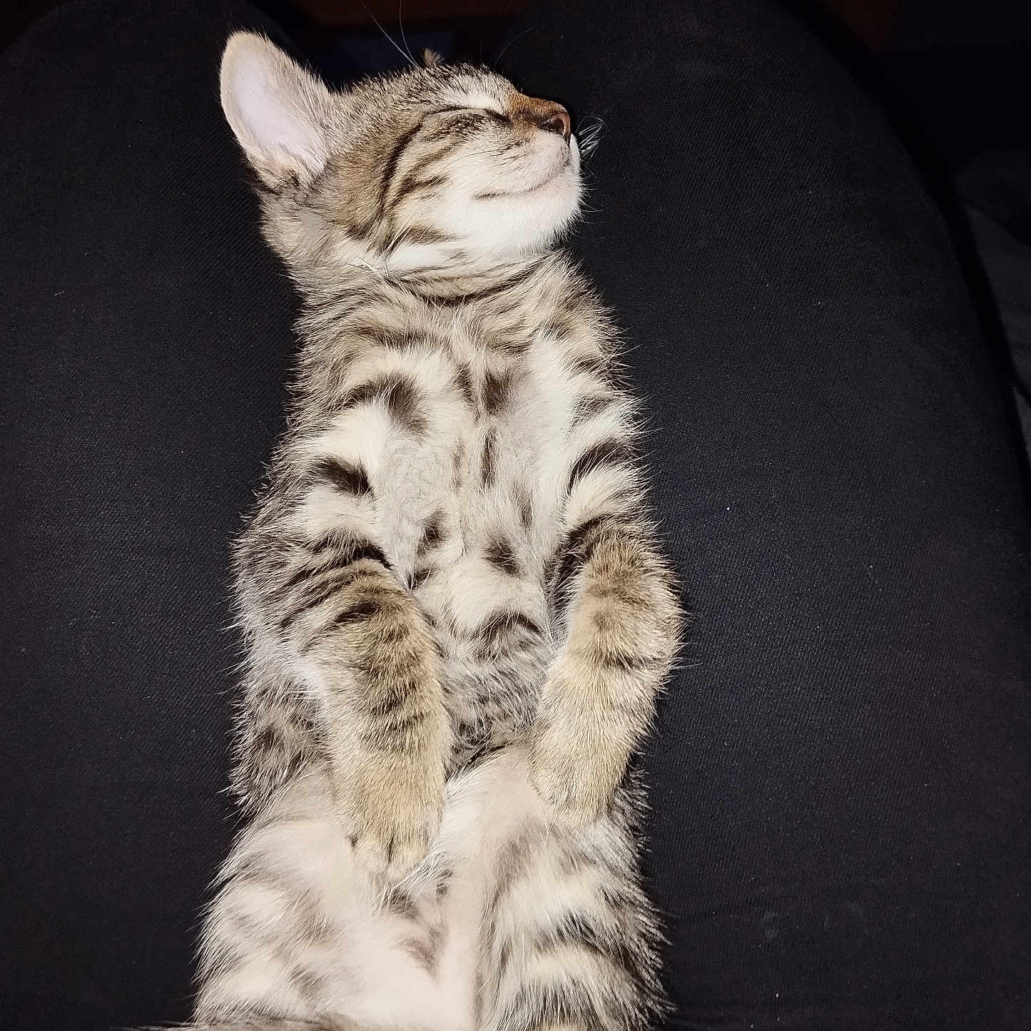 Nala a rejoint le concours — aidez-le/la à gagner de superbes lots ! abyssinian, animal, architecture, armchair, building, cat, chair, couch, cushion, egyptiancat, furniture, homedecor, indoors, kitten, livingroom, manx, person, pet, room, sleeping