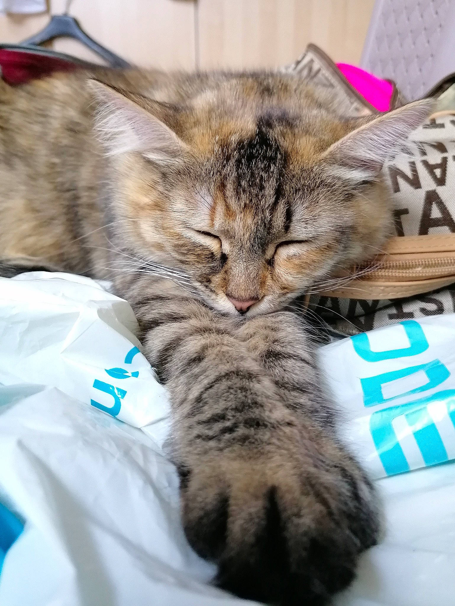 Bubulle a rejoint le concours — aidez-le/la à gagner de superbes lots ! american_shorthair, asian, california_spangled, carnivore, cat, domestic_short_haired_cat, dragon_li, european_shorthair, felidae, fur, kitten, mammal, nap, norwegian_forest_cat, pixie_bob, sleep, small_to_medium_sized_cats, snout, tabby_cat, whiskers