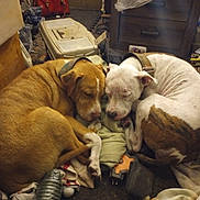 Tiny N Macaroni is registered to the contest to win money with this photo: animal, blanket, brown_dog, close_together, clutter, collar, companions, cozy, dog, domestic, floor, fur, household_items, indoor, napping, pet, resting, sleeping, two_dogs, white_dog