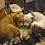 animal, blanket, brown_dog, close_together, clutter, collar, companions, cozy, dog, domestic, floor, fur, household_items, indoor, napping, pet, resting, sleeping, two_dogs, white_dog
