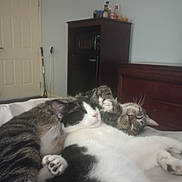 Boots is registered to the contest to win money with this photo: cat, cats, sleeping, bed, indoor, feline, pet, cozy, snuggling, tabby_cat, black_and_white_cat, fur, paw, rest, cute, domestic_animal, animal, home, relaxation, companion