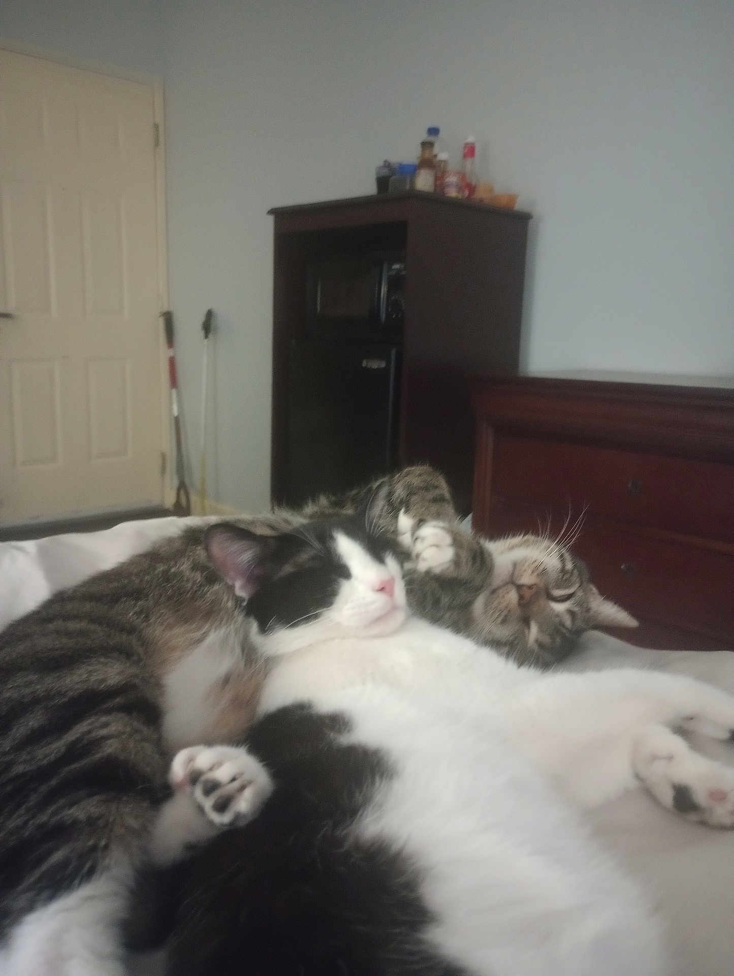 Boots is registered to the contest to win money with this photo: cat, cats, sleeping, bed, indoor, feline, pet, cozy, snuggling, tabby_cat, black_and_white_cat, fur, paw, rest, cute, domestic_animal, animal, home, relaxation, companion