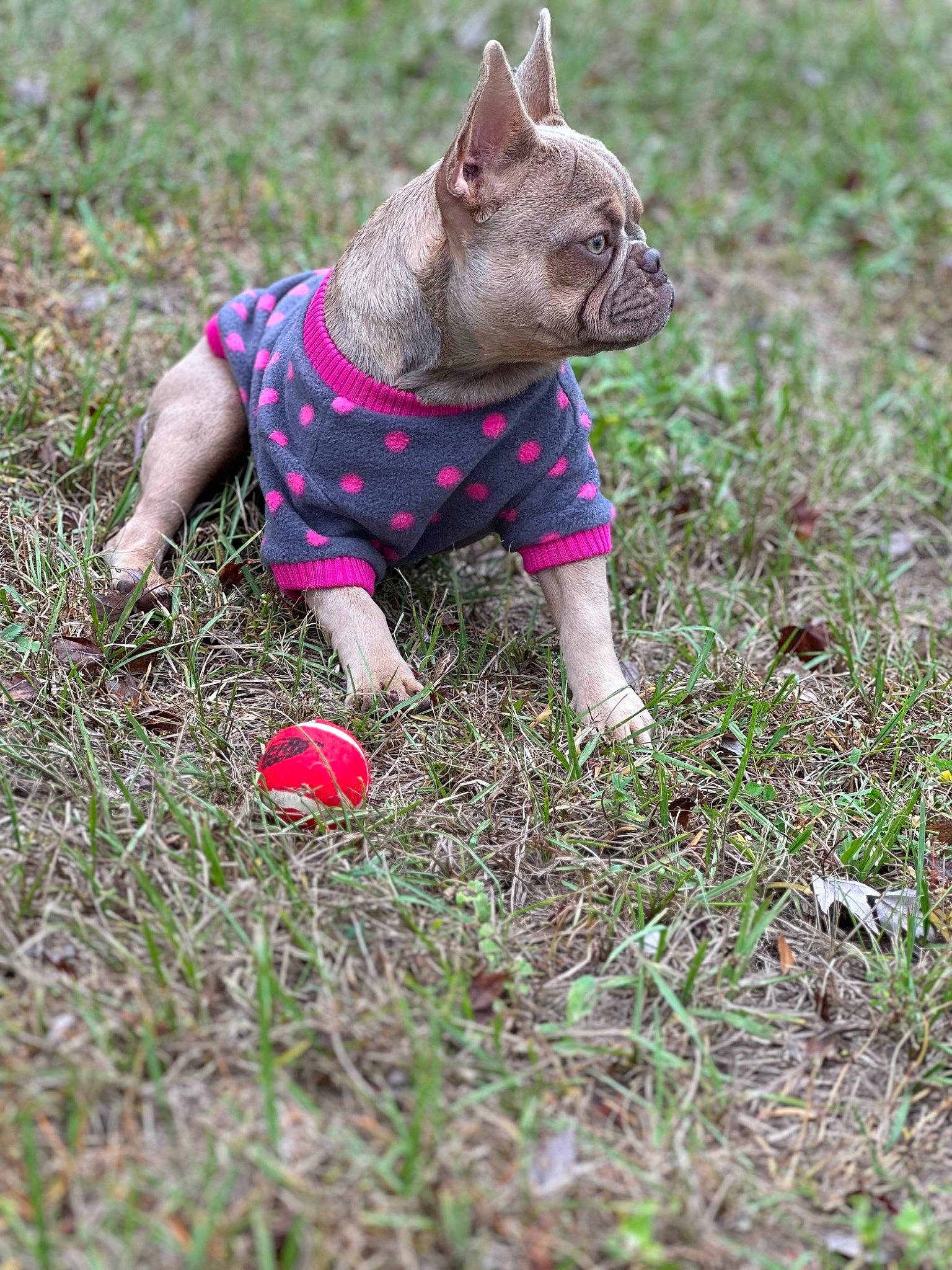 Izzy is registered to the contest to win money with this photo: ball, bulldog, carmine, carnivore, companion_dog, dog, dog_breed, dog_clothes, fawn, grass, groundcover, people_in_nature, plant, snout, soil, sporting_group, terrestrial_animal, toy_dog, working_animal, wrinkle