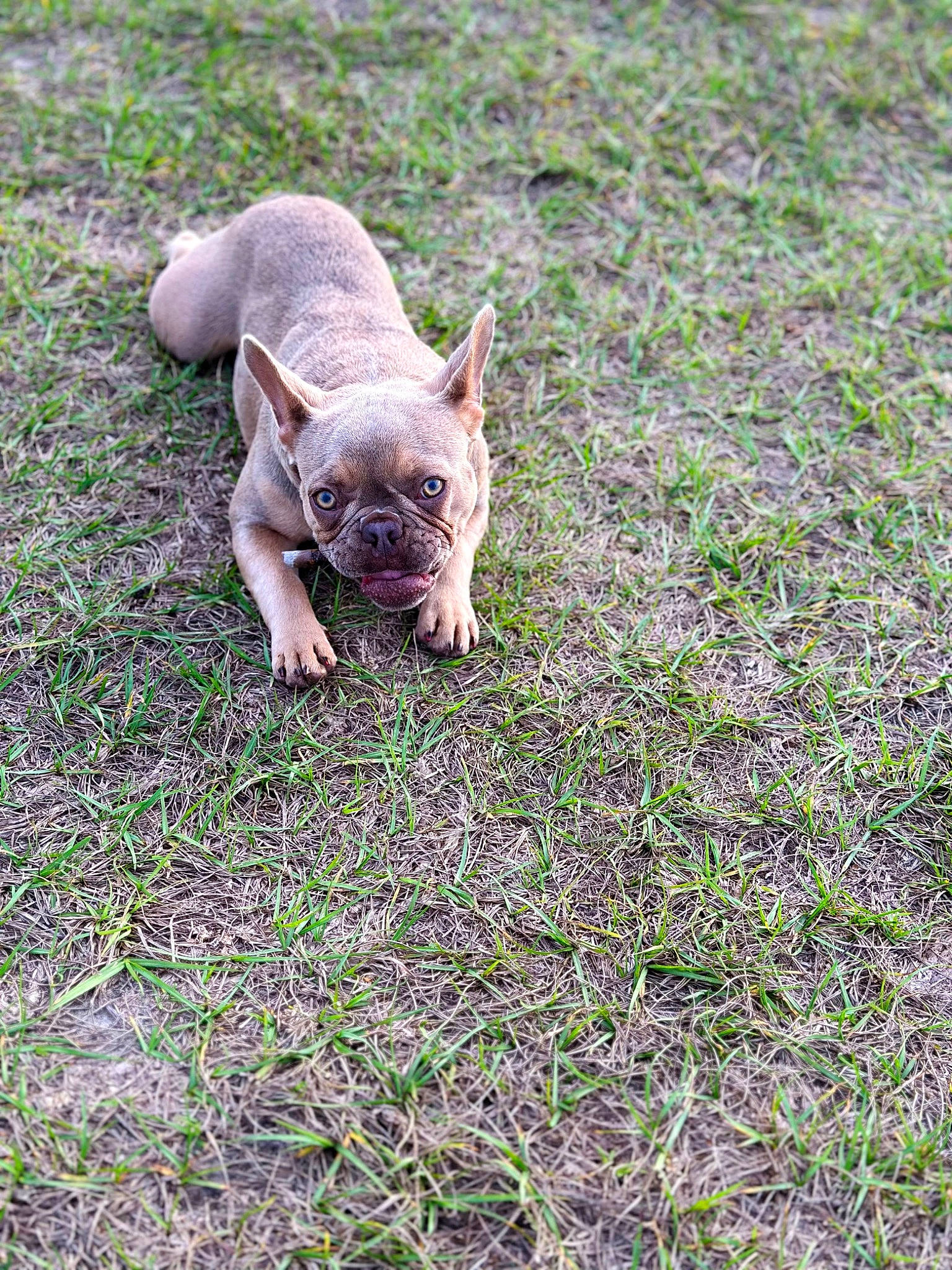 Izzy is registered to the contest to win money with this photo: bulldog, canidae, carnivore, companion_dog, dog, dog_breed, fawn, grass, grassland, groundcover, non_sporting_group, plant, snout, soil, sporting_group, tail, terrestrial_animal, toy_dog, whiskers, wrinkle