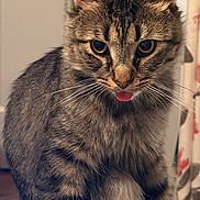Poncho joined the competition — help win amazing prizes! cat, tabby_cat, pet, animal, furry, fluffy, long_hair, whiskers, ears, tongue_out, portrait, close_up, sitting, indoor, home, laptop, desk, brown, striped, funny