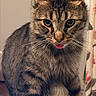 cat, tabby_cat, pet, animal, furry, fluffy, long_hair, whiskers, ears, tongue_out, portrait, close_up, sitting, indoor, home, laptop, desk, brown, striped, funny