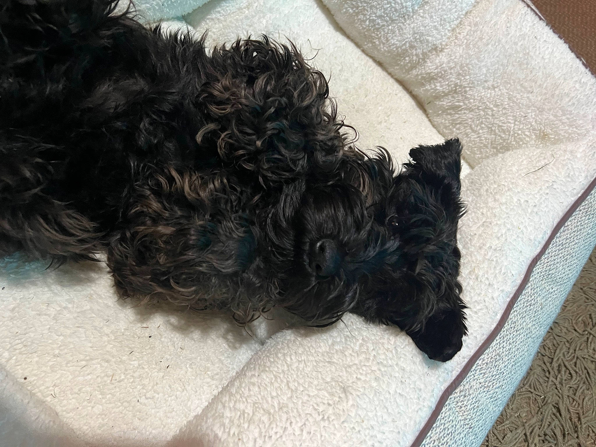 Rosie joined the competition — help win amazing prizes! canidae, carnivore, companion_dog, dog, dog_breed, dog_supply, fur, labradoodle, liver, non_sporting_group, pattern, poodle, snout, sporting_group, tail, terrestrial_animal, terrier, toy_dog, water_dog, working_animal