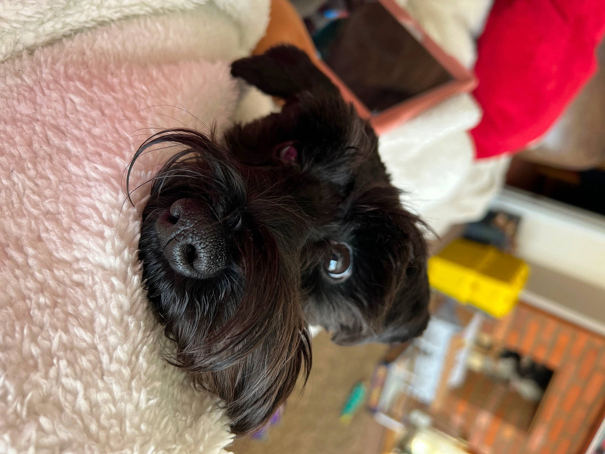 Rosie is registered to the contest to win money with this photo: canidae, carnivore, claw, companion_dog, dog, dog_breed, dog_supply, ear, fawn, fur, liver, paw, pet_supply, small_terrier, snout, sporting_group, terrier, toy_dog, whiskers, working_animal