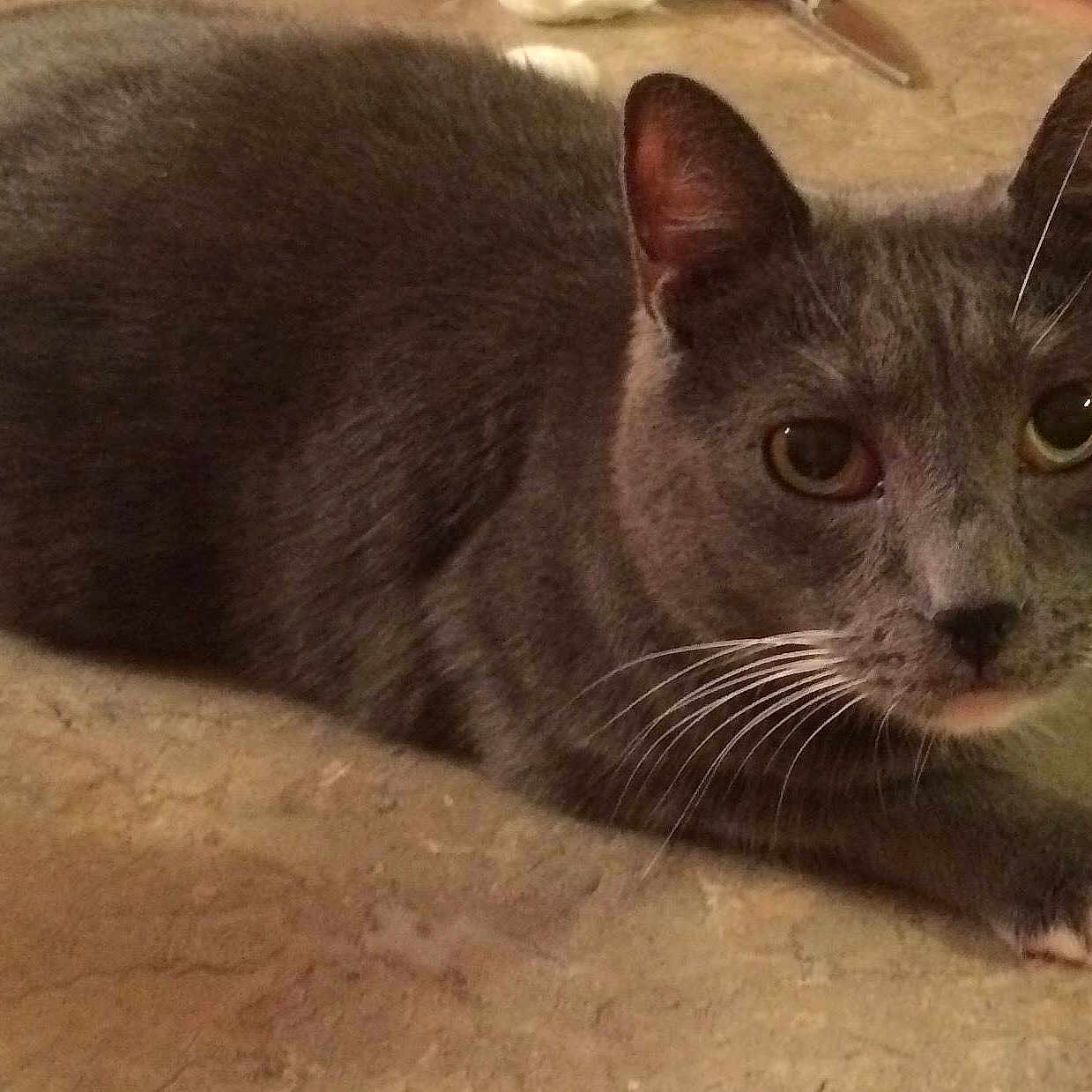 Stanley is registered to the contest to win money with this photo: