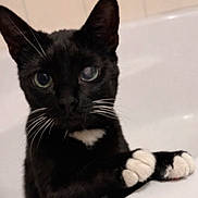 Flash participe au concours pour gagner de l'argent avec cette photo : black_cat, white_paws, bathtub, cat, pet, curious, whiskers, indoor, animal, feline, close_up, portrait, paw, cute, looking, one_eye, bathroom, tile_wall, domestic_cat, playful