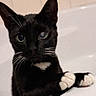 black_cat, white_paws, bathtub, cat, pet, curious, whiskers, indoor, animal, feline, close_up, portrait, paw, cute, looking, one_eye, bathroom, tile_wall, domestic_cat, playful