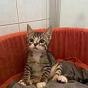Oscar a rejoint le concours — aidez-le/la à gagner de superbes lots ! kitten, tabby, cat, pet_bed, blanket, indoor, animal, fur, cute, young, whiskers, ears, paws, relaxed, feline, small, domestic, cozy, sitting, curious