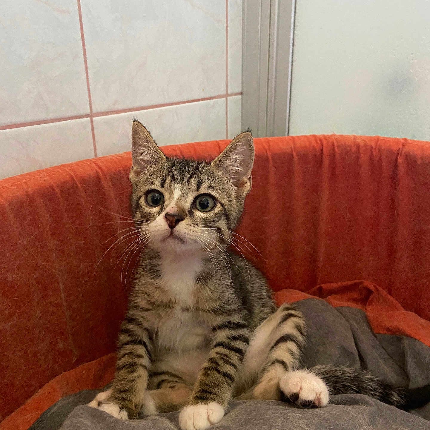 Oscar a rejoint le concours — aidez-le/la à gagner de superbes lots ! animal, blanket, cat, cozy, curious, cute, domestic, ears, feline, fur, indoor, kitten, paws, pet_bed, relaxed, sitting, small, tabby, whiskers, young