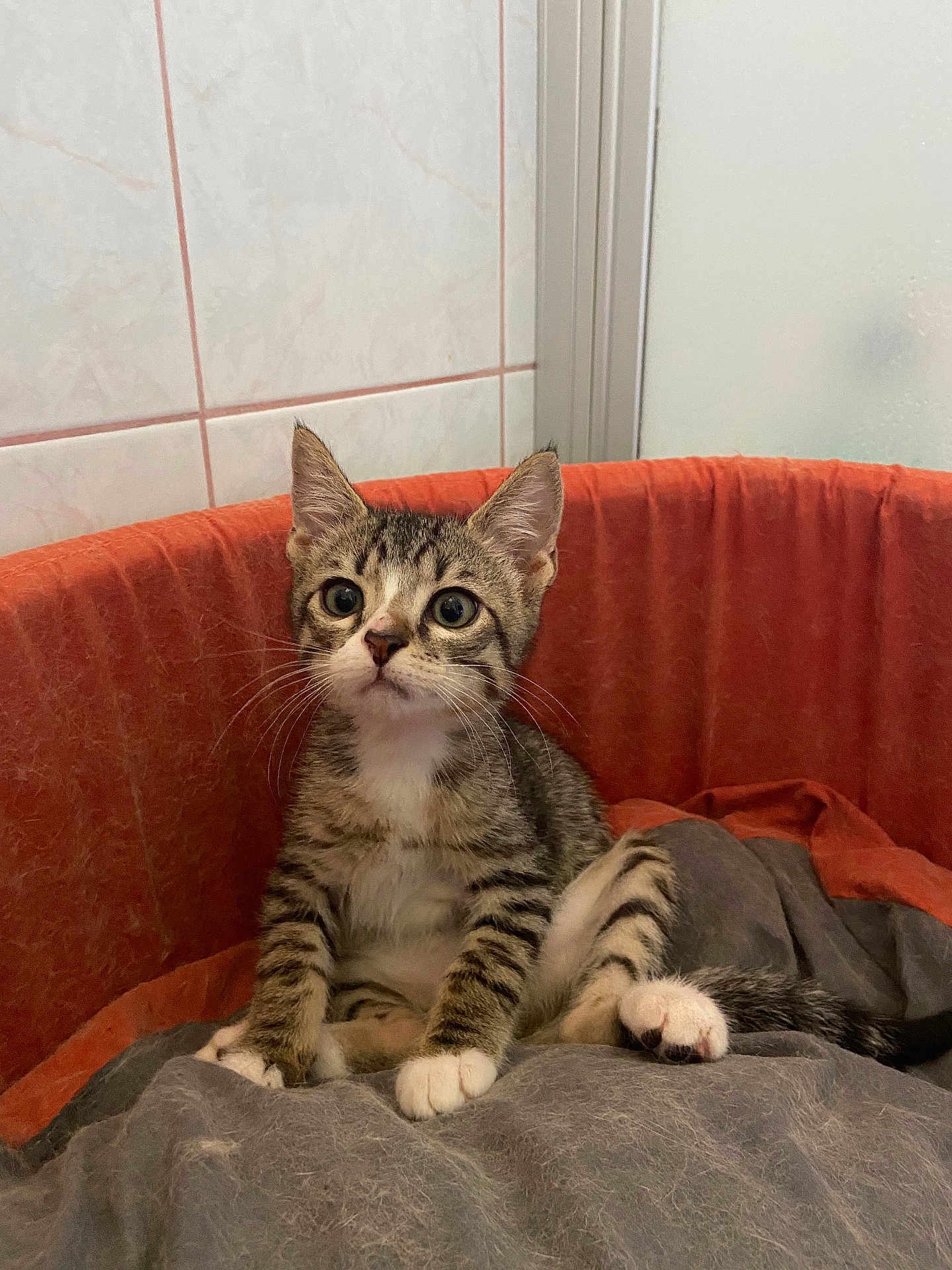 Oscar a rejoint le concours — aidez-le/la à gagner de superbes lots ! kitten, tabby, cat, pet_bed, blanket, indoor, animal, fur, cute, young, whiskers, ears, paws, relaxed, feline, small, domestic, cozy, sitting, curious
