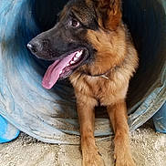 Radar joined the competition — help win amazing prizes! dog, german_shepherd, canine, tongue_out, animal, pet, mammal, outdoor, play, tunnel, dusty, happy, fur, ears, mouth, teeth, paw, looking_away, close_up, resting