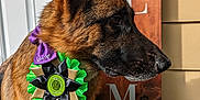 Radar joined the competition — help win amazing prizes! animal, award_ribbon, black, brown, canine, closeup, collar, decor, dog, german_shepherd, home_entrance, medal, outdoor, paw_prints, pet, pet_training, portrait, side_view, sunlight, wooden_sign