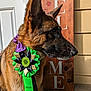 Radar joined the competition — help win amazing prizes! dog, german_shepherd, award_ribbon, medal, pet, animal, canine, portrait, outdoor, wooden_sign, paw_prints, sunlight, closeup, collar, pet_training, home_entrance, decor, brown, black, side_view