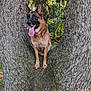 dog, german_shepherd, tree, nature, forest, outdoor, tongue_out, happy, animal, pet, canine, tree_bark, greenery, sunlight, wildlife, mammal, leaves, daylight, cute, playful