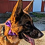 Radar is registered to the contest to win money with this photo: dog, german_shepherd, side_profile, close_up, purple_bandana, tongue_out, outdoor, sunlight, building, door, grass, gravel, collar, pet, animal, canine, ears, snout, fur, daylight