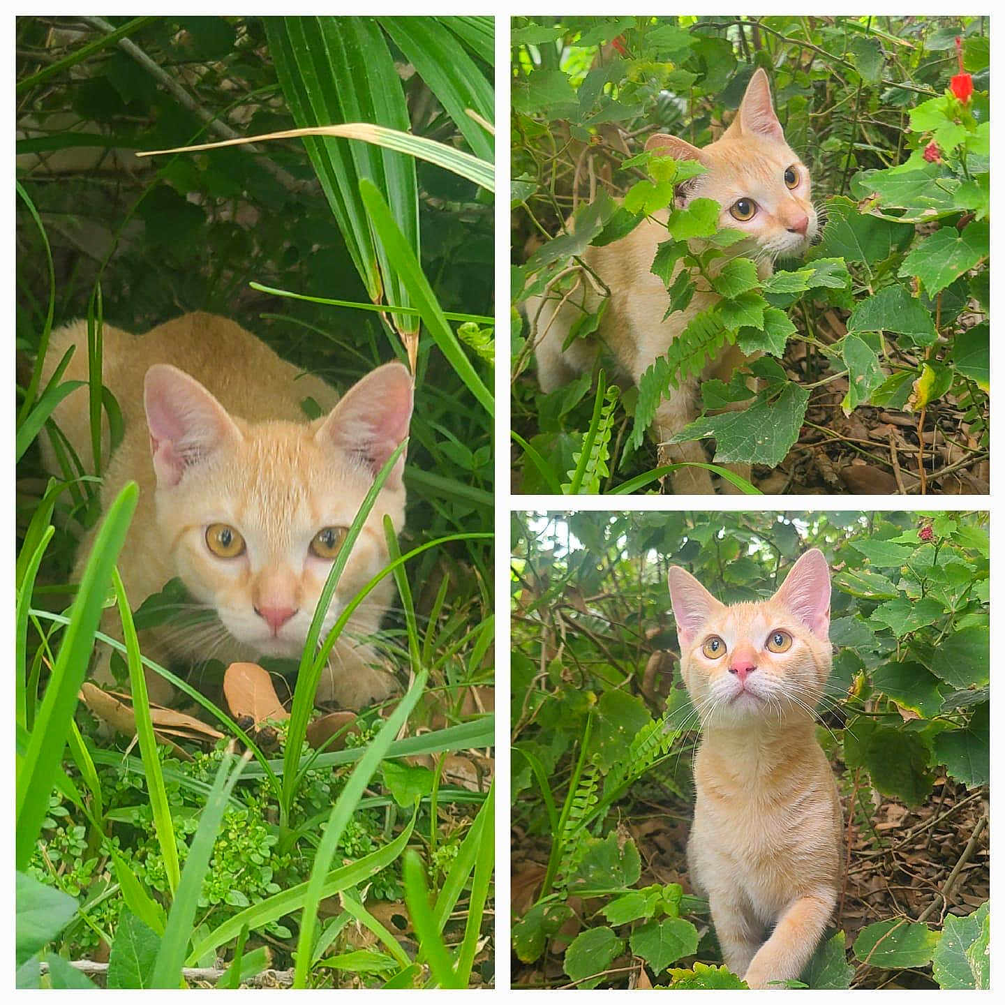Biscuits is registered to the contest to win money with this photo: animal, bush, cat, curious, cute, ears, exploring, eyes, foliage, grass, greenery, leaves, mammal, nature, orange_cat, outdoor, pet, plants, whiskers, wildlife