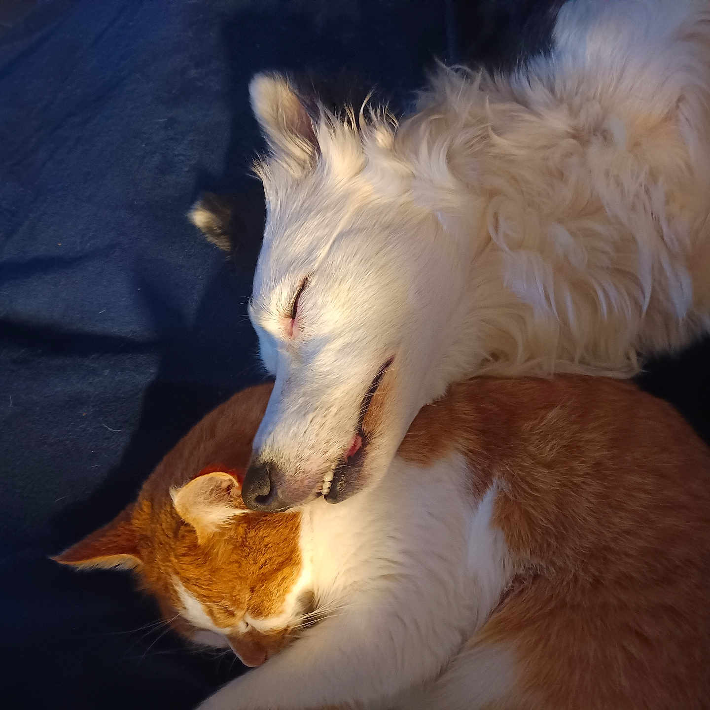 Pyia participe au concours pour gagner de l'argent avec cette photo : angora, animal, canine, cat, chair, collie, couch, dog, eskimodog, fox, furniture, hardwood, hound, kitten, manx, person, pet, sleeping, terrier, wood