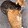Alphie And Luigi joined the competition — help win amazing prizes! cat, tabby_cat, orange_cat, sleeping, cuddling, pets, feline, hugging, cozy, blanket, gray_blanket, fur, animal, cute, resting, domestic_cat, companionship, indoor, relaxing, soft_texture