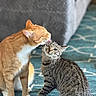 Alphie And Luigi joined the competition — help win amazing prizes! cat, orange_cat, gray_tabby_cat, licking, affection, indoor, rug, patterned_rug, furniture, couch, pet, animal, cute, playful, companionship, whiskers, fur, ears, sitting, domestic_cat