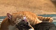 Alphie And Luigi joined the competition — help win amazing prizes! cat, cats, orange_cat, tabby_cat, grooming, cuddle, indoor, carpet, blue_rug, pet, feline, cute, affection, animal, domestic_animal, whiskers, ears, sleepy, cozy, friendship