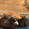 cat, cats, orange_cat, tabby_cat, grooming, cuddle, indoor, carpet, blue_rug, pet, feline, cute, affection, animal, domestic_animal, whiskers, ears, sleepy, cozy, friendship