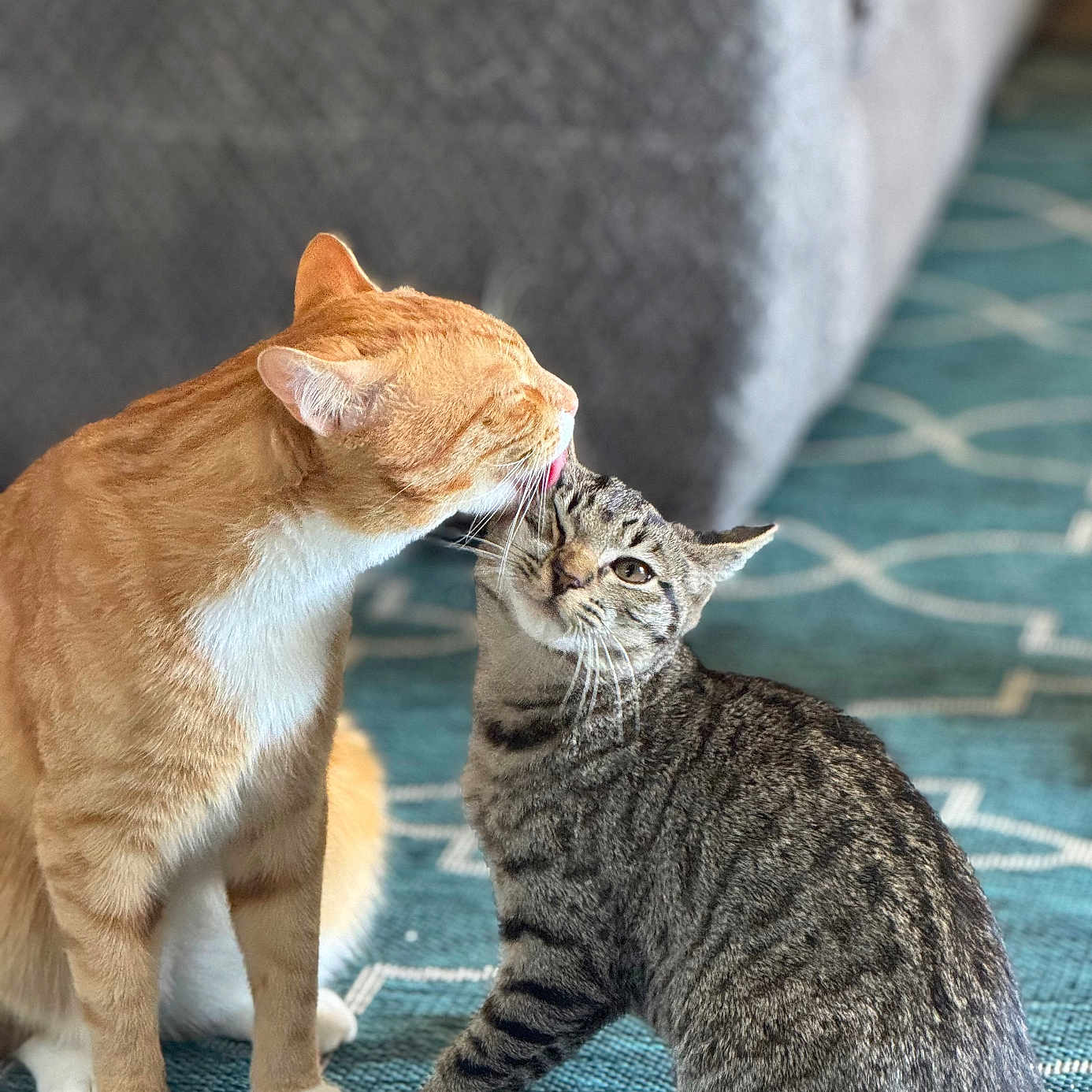 Alphie And Luigi is registered to the contest to win money with this photo: cat, orange_cat, tabby_cat, indoor, carpet, furniture, grooming, affection, pets, animal, cute, friendship, floor, sitting, feline, domestic, whiskers, ears, tail, cozy