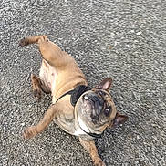 Cléo participe au concours pour gagner de l'argent avec cette photo : dog, french_bulldog, outdoor, gravel, pet, animal, playful, motion, active, canine, brown, short_hair, small_dog, fun, energetic, daytime, walking, collar, cute, friendly