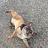dog, french_bulldog, outdoor, gravel, pet, animal, playful, motion, active, canine, brown, short_hair, small_dog, fun, energetic, daytime, walking, collar, cute, friendly