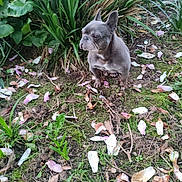 Lalou a rejoint le concours — aidez-le/la à gagner de superbes lots ! french_bulldog, dog, pet, grass, flower_petals, plants, greenery, outdoor, soil, nature, leafy, small_dog, canine, sitting, calm, serious_expression, garden, flora, daylight, closeup
