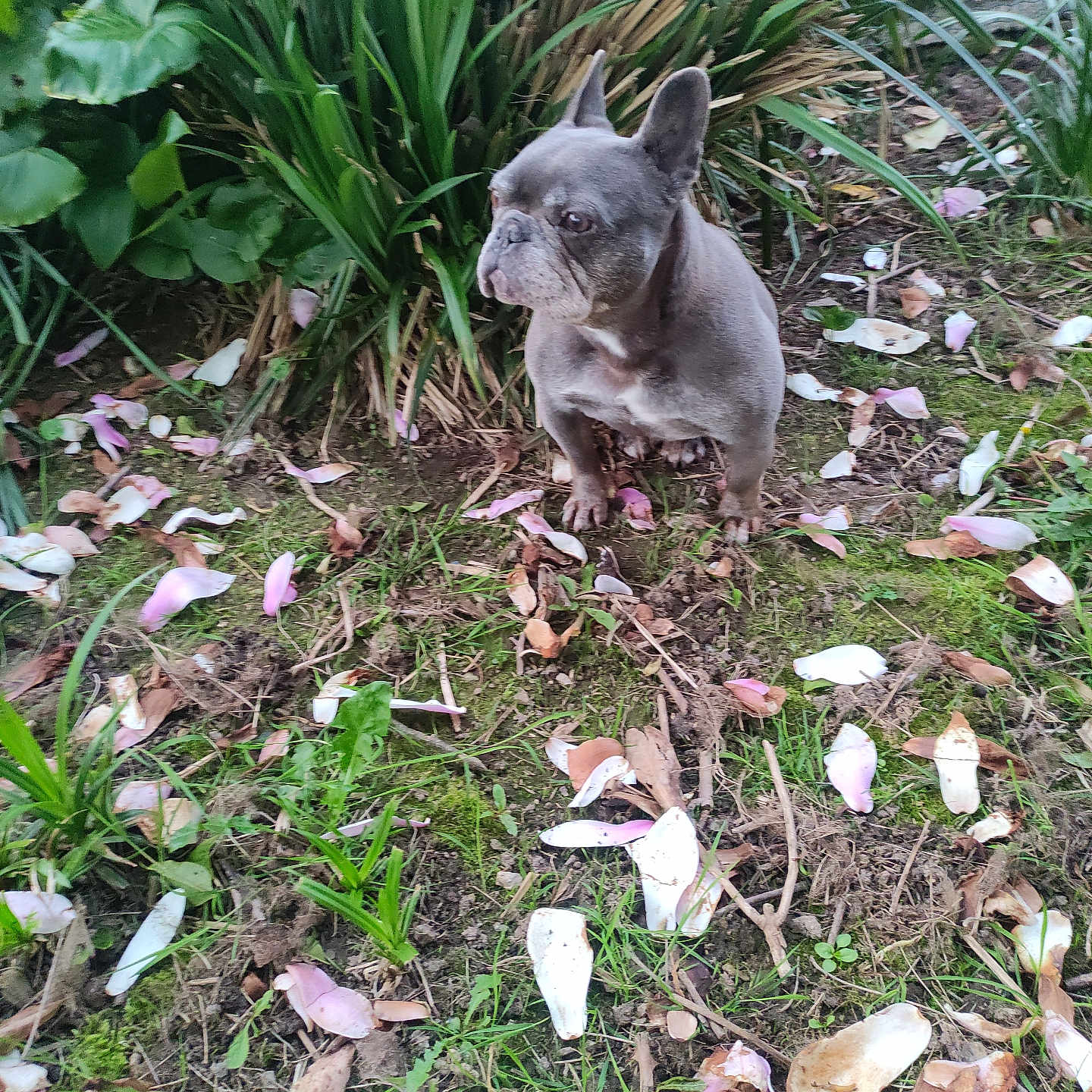 Lalou a rejoint le concours — aidez-le/la à gagner de superbes lots ! french_bulldog, dog, pet, grass, flower_petals, plants, greenery, outdoor, soil, nature, leafy, small_dog, canine, sitting, calm, serious_expression, garden, flora, daylight, closeup