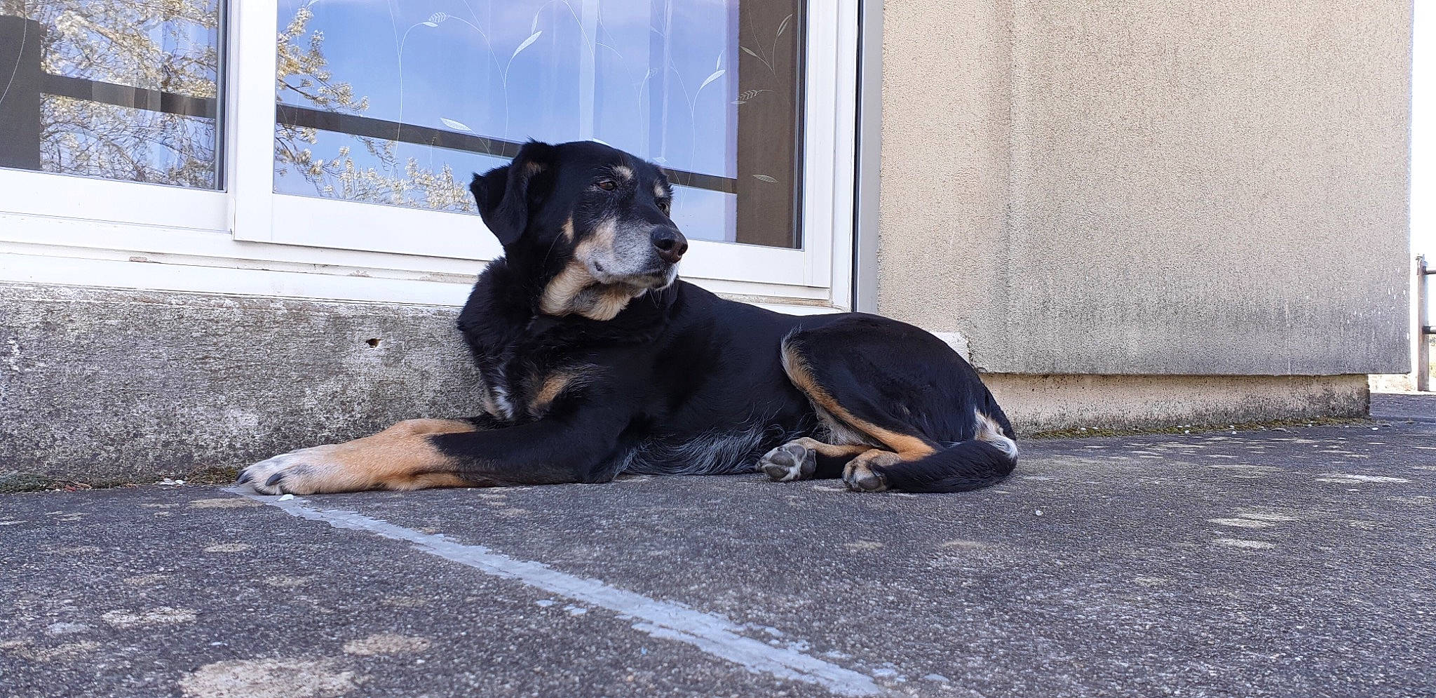 Astuce a rejoint le concours — aidez-le/la à gagner de superbes lots ! beauceron, canidae, carnivore, companion_dog, dog, dog_breed, guard_dog, huntaway, hunting_dog, mammal, puppy, rare_breed_dog, smaland_hound, snout, sporting_group, street_dog