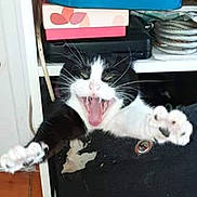 Frimousse a rejoint le concours — aidez-le/la à gagner de superbes lots ! cat, black_and_white, paw, claw, yawn, mouth_open, whisker, indoor, shelf, box, rope, wood_floor, pet, animal, fur, playful, closeup, cute, feline, expression