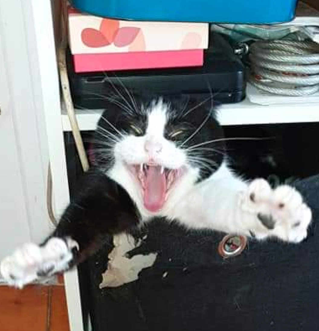 Frimousse a rejoint le concours — aidez-le/la à gagner de superbes lots ! cat, black_and_white, paw, claw, yawn, mouth_open, whisker, indoor, shelf, box, rope, wood_floor, pet, animal, fur, playful, closeup, cute, feline, expression