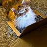 cat, fluffy, laptop, keyboard, bed, cozy, curious, pet, indoor, technology, feline, orange_cat, white_fur, looking_up, computer, home, soft_lighting, relaxed, cute, animal