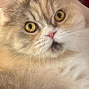 Lola joined the competition — help win amazing prizes! cat, close_up, yellow_eyes, pink_nose, fluffy, fur, pet, animal, curious, indoor, cute, face, whiskers, mammal, portrait, feline, expression, soft, domestic_cat