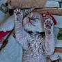 Ozzie joined the competition — help win amazing prizes! kitten, cat, sleeping, paws, fur, blanket, cozy, cute, pet, animal, indoor, resting, soft, fluffy, young, mammal, whiskers, relaxed, adorable, domestic