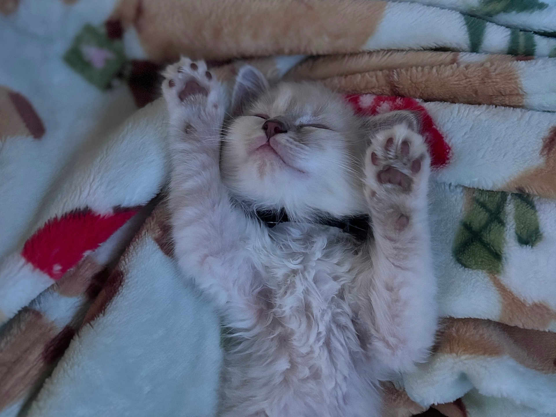 Ozzie joined the competition — help win amazing prizes! kitten, cat, sleeping, paws, fur, blanket, cozy, cute, pet, animal, indoor, resting, soft, fluffy, young, mammal, whiskers, relaxed, adorable, domestic