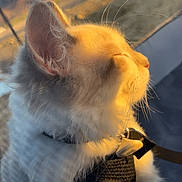 Ozzie is registered to the contest to win money with this photo: cat, fluffy, sunset, outdoor, mountains, mesh_screen, whiskers, fur, collar, pet, animal, closeup, profile, golden_hour, relaxed, nature, leash, daylight, peaceful, scenic